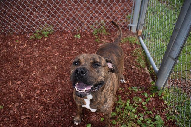 adoptable Dog in Panama City, FL named BUTKIS