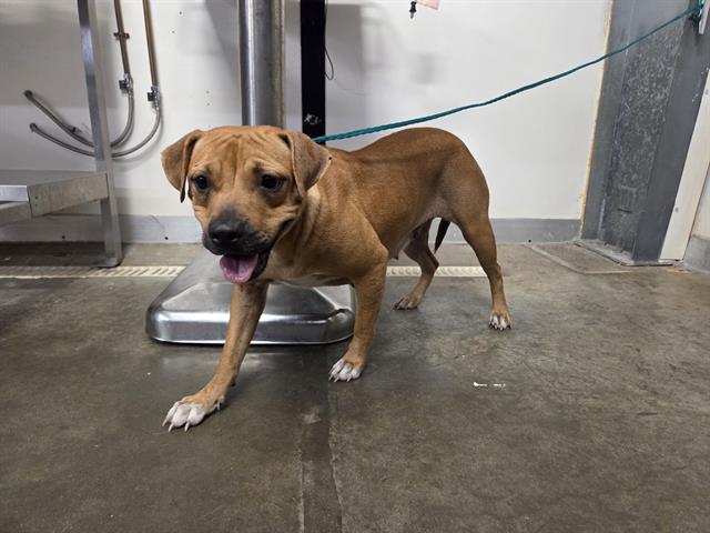 adoptable Dog in Panama City, FL named PEANUT