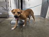 adoptable Dog in  named PEANUT