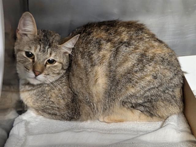 adoptable Cat in Panama City, FL named ANDIE