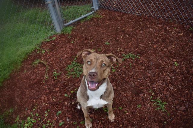 adoptable Dog in Panama City, FL named GOOSE