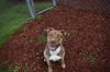 adoptable Dog in  named GOOSE