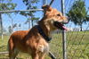 adoptable Dog in  named RIKA