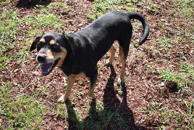 adoptable Dog in Panama City, FL named JAZZY
