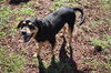 adoptable Dog in  named JAZZY