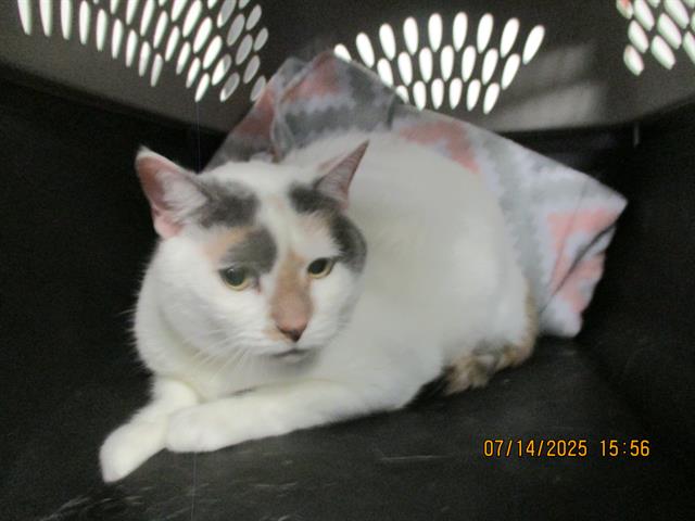 adoptable Cat in Panama City, FL named ALLIE
