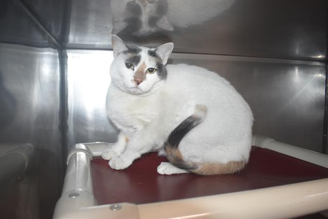 adoptable Cat in Panama City, FL named ALLIE