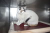 adoptable Cat in Panama City, FL named ALLIE