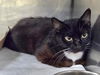 adoptable Cat in Panama City, FL named JANET