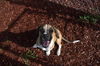 adoptable Dog in Panama City, FL named MANGO