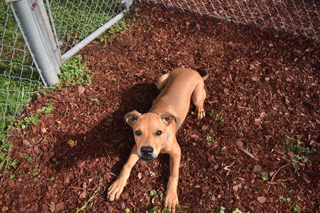 adoptable Dog in Panama City, FL named BEAR
