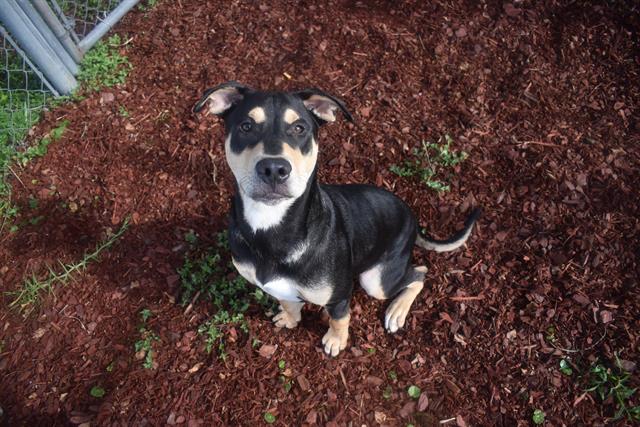 adoptable Dog in Panama City, FL named ALPHA