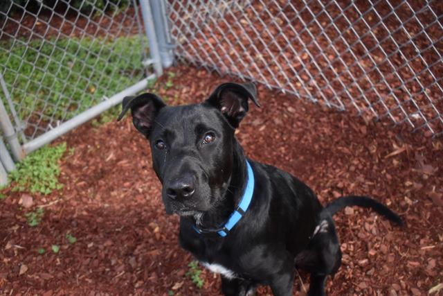 adoptable Dog in Panama City, FL named GOOSE