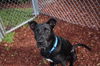 adoptable Dog in  named GOOSE