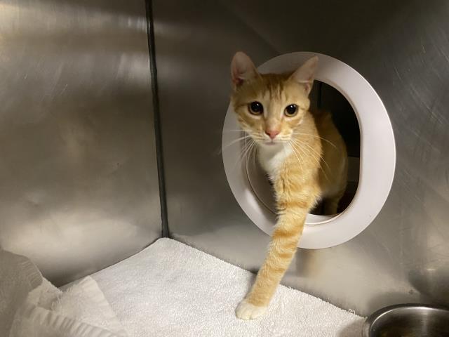 adoptable Cat in Panama City, FL named PEACH