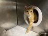 adoptable Cat in Panama City, FL named PEACH