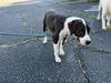 adoptable Dog in  named PRINCESS