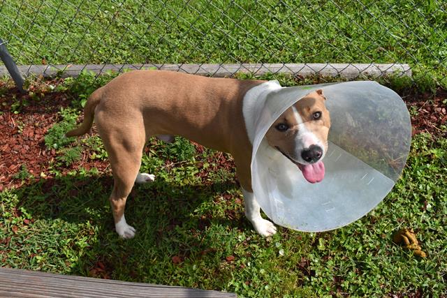 adoptable Dog in Panama City, FL named BECKHAM