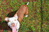 adoptable Dog in  named TRAY