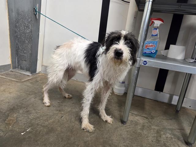 adoptable Dog in Panama City, FL named SNOOPY