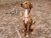 adoptable Dog in  named BOCEPHUS