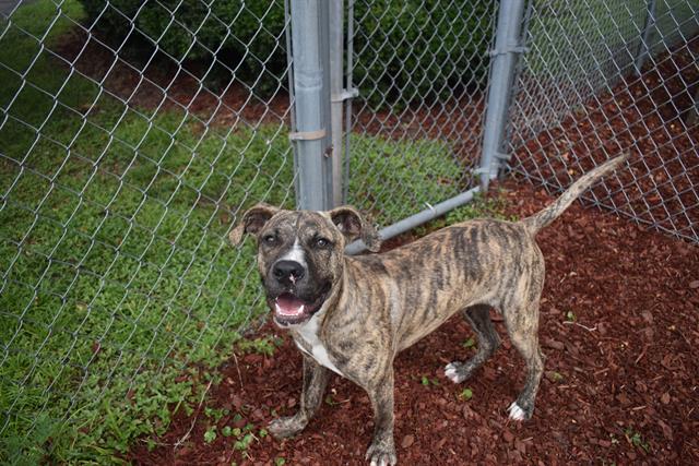adoptable Dog in Panama City, FL named LEVI