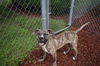 adoptable Dog in  named LEVI