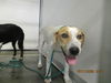 adoptable Dog in  named SADIE