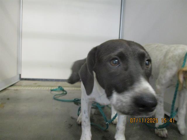 adoptable Dog in Panama City, FL named SOFIA