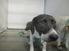 adoptable Dog in  named SOFIA