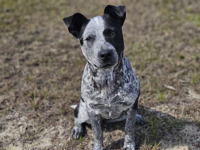 adoptable Dog in Panama City, FL named DAISY