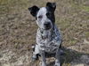 adoptable Dog in  named DAISY