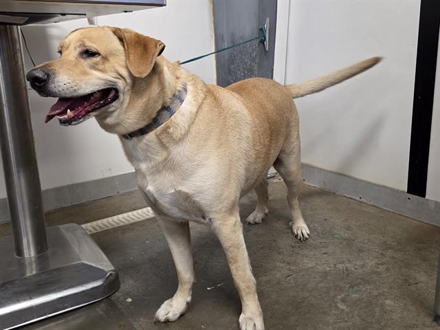 adoptable Dog in Panama City, FL named APOLLO