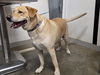 adoptable Dog in  named APOLLO