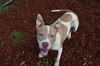 adoptable Dog in  named NOLA