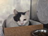 adoptable Cat in  named CURTIS
