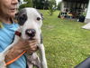 adoptable Dog in  named ALADDIN