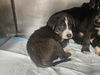 adoptable Dog in  named MARIO