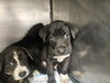 adoptable Dog in  named LUIGI