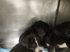 adoptable Dog in  named BOWSER