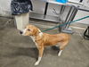 adoptable Dog in  named PICKLES