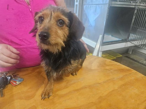 PRINCESS, an adoptable Yorkshire Terrier Yorkie in Panama City, FL