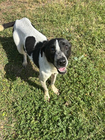 SHEBA, an adoptable German Shorthaired Pointer in Panama City, FL