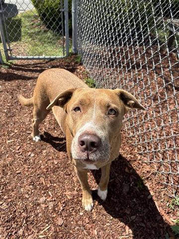 JOSIE, an adoptable American Bulldog in Panama City, FL