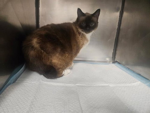 AMBER, an adoptable Siamese in Panama City, FL