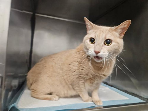 BUNNY, an adoptable Domestic Short Hair in Panama City, FL