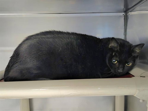 SQUEAKY, an adoptable Domestic Short Hair in Panama City, FL