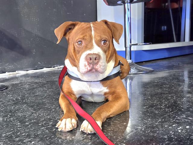 MILO