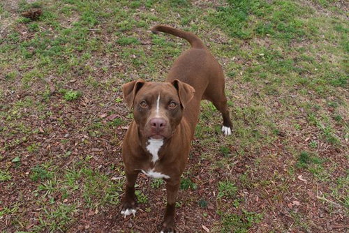 ELEANOR, an adoptable American Pit Bull Terrier in Panama City, FL