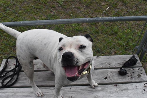 TILLY, an adoptable Terrier in Panama City, FL